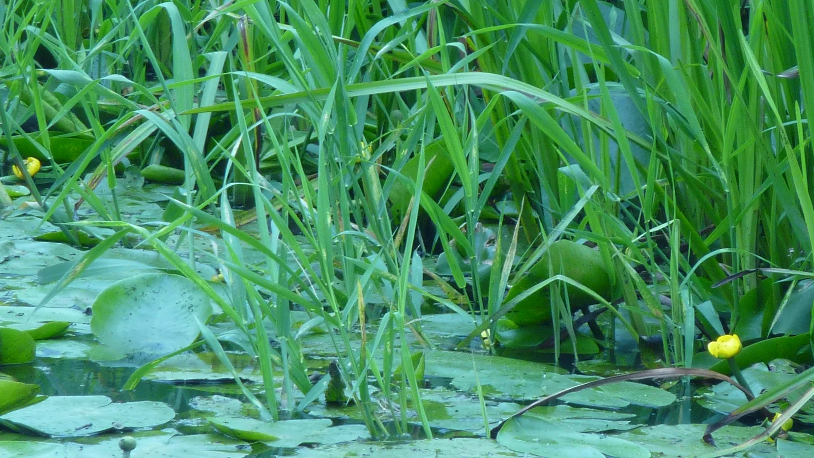 Rubrik_Wasser_Meere_Feuchtgebiet-jg.JPG